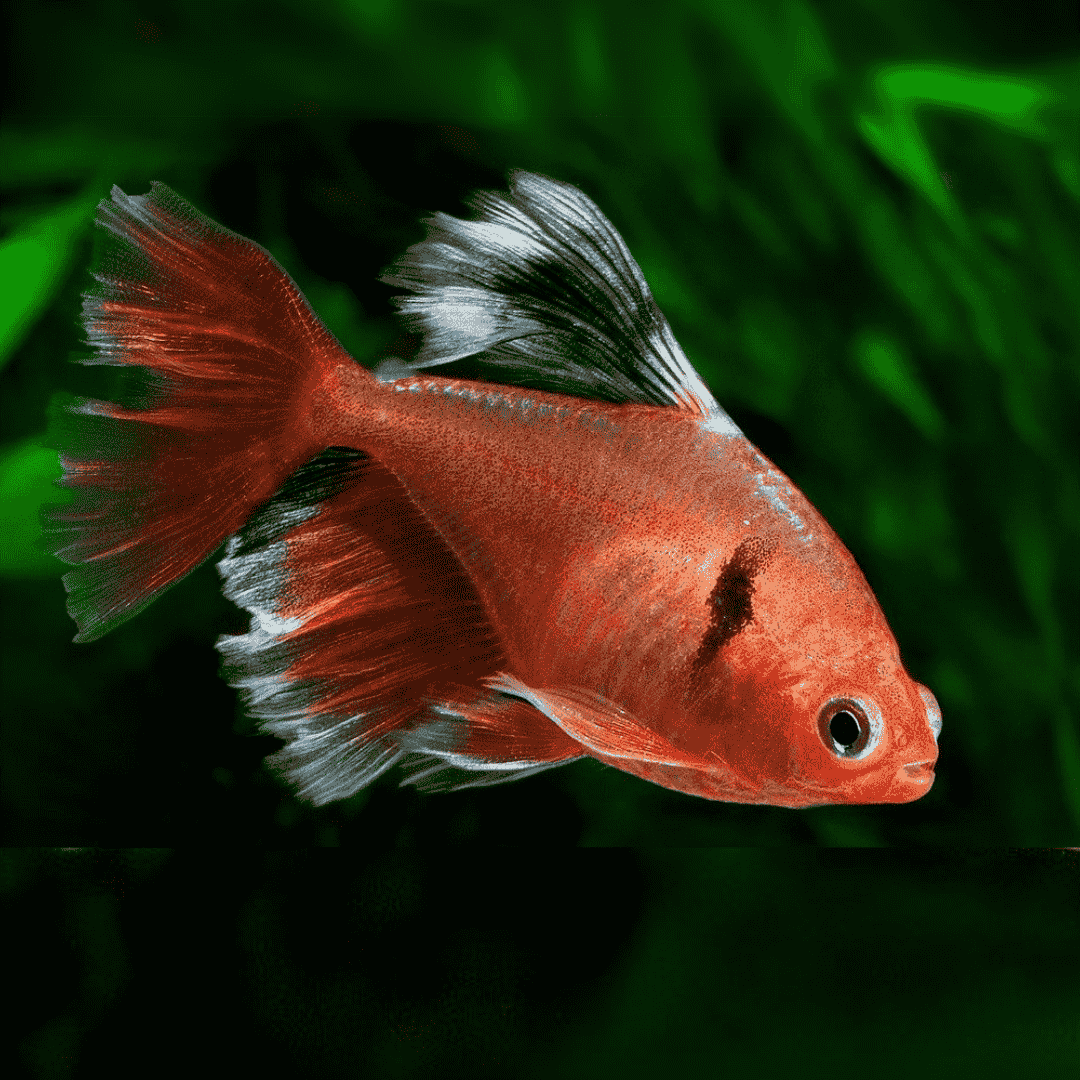 SERPAE TETRA VEILTAIL