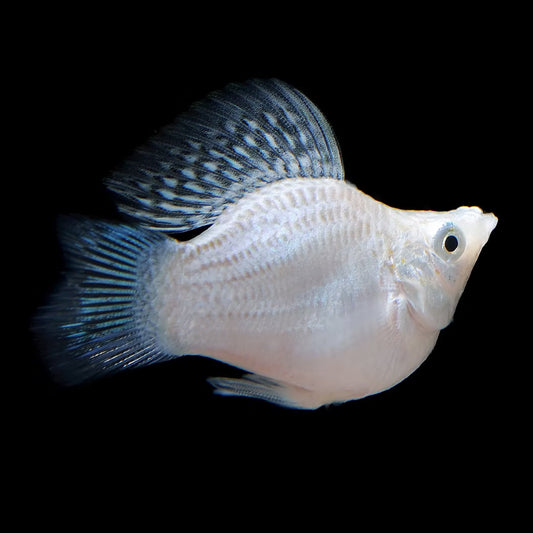 SILVER BALLOON MOLLY