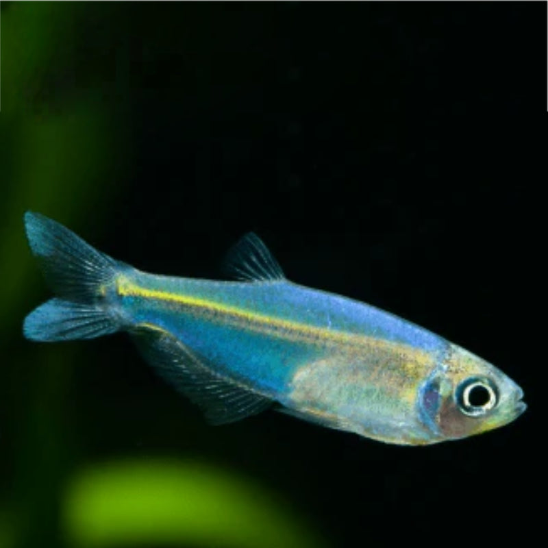 SKY BLUE TETRA