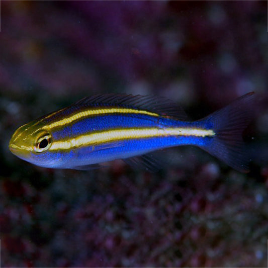 SMALL TOOTHED WHIPTAIL