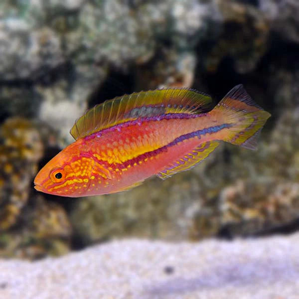 SPLENDID PINTAIL FAIRY WRASSE