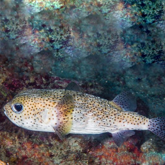 SPOT FIN PORCUPINEFISH