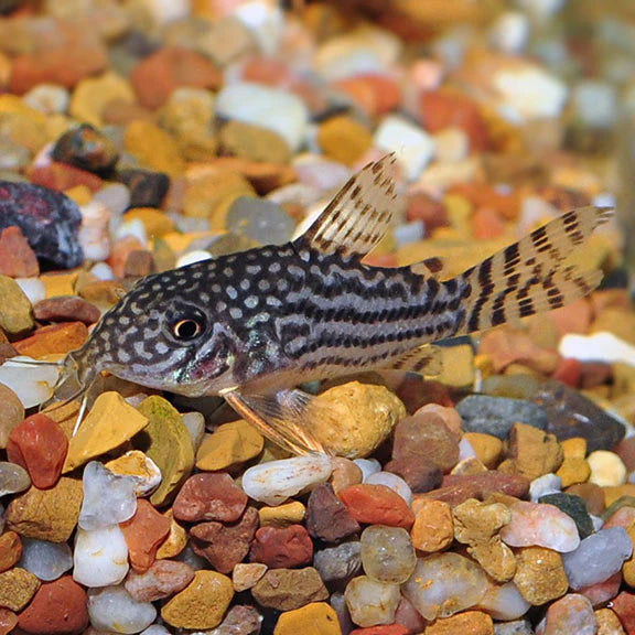 STERBAI CORYDORA
