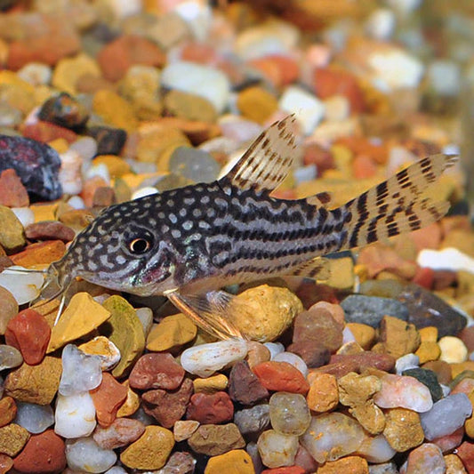 STERBAI CORYDORA
