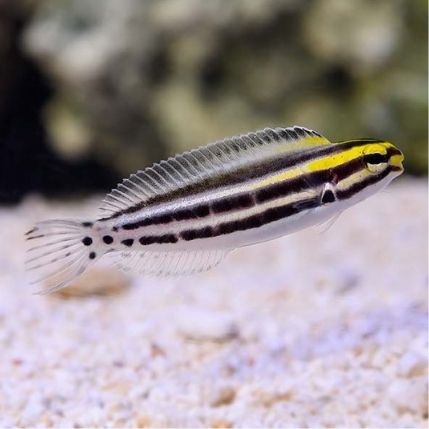 STRIPED FANG BLENNY
