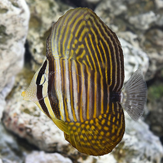 SAILFIN TANG DESJARDINI