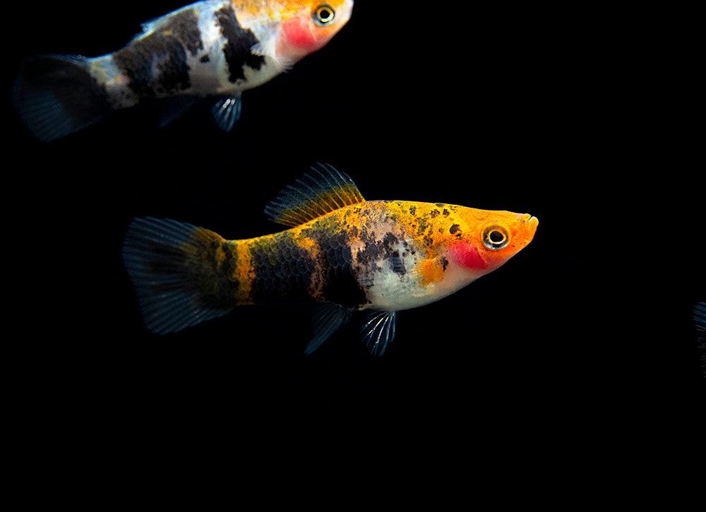 KOI TUXEDO SWORDTAIL FEMALE