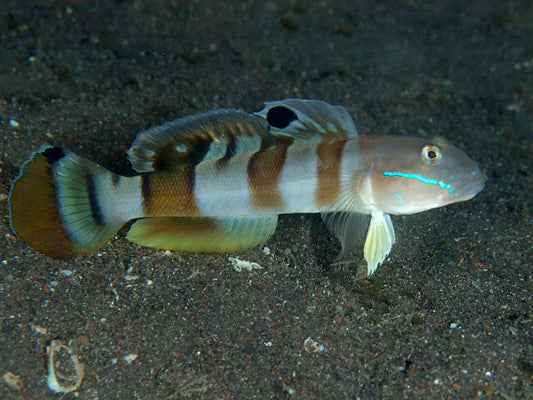 TIGER WATCHMAN GOBY