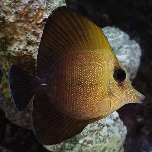 Velvet Two Tone Tang