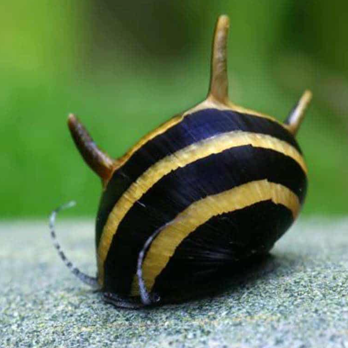 HORNED SNAIL ASSORTED