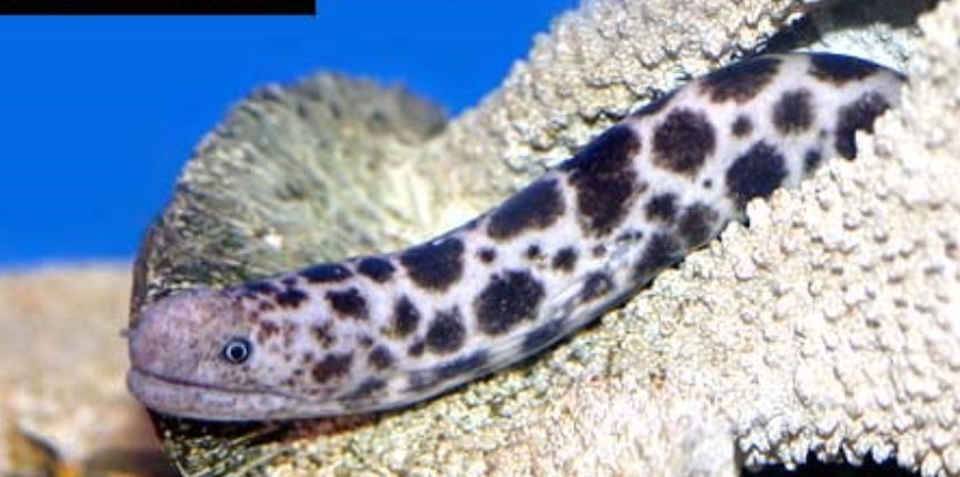 TIGER REEF EEL