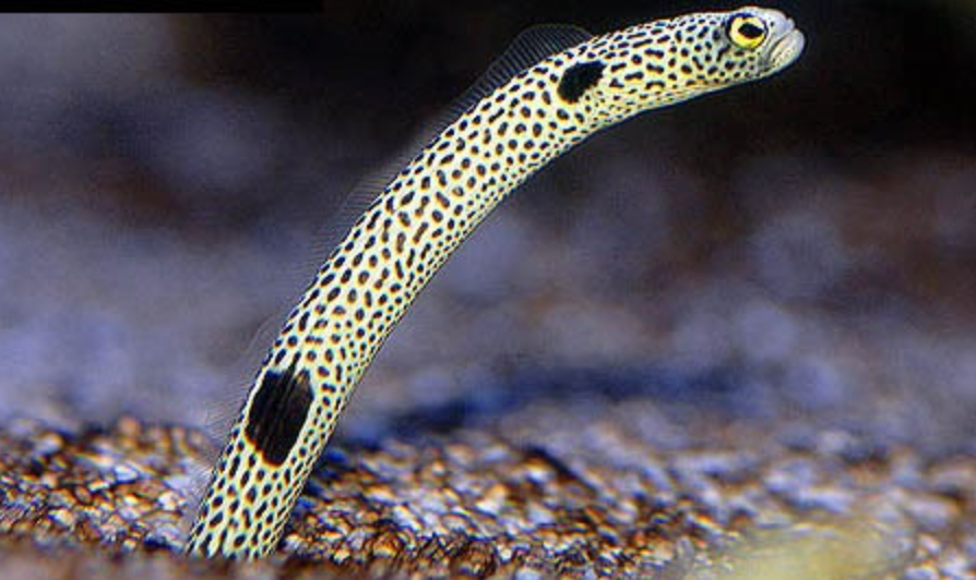 SPOTTED GARDEN EEL