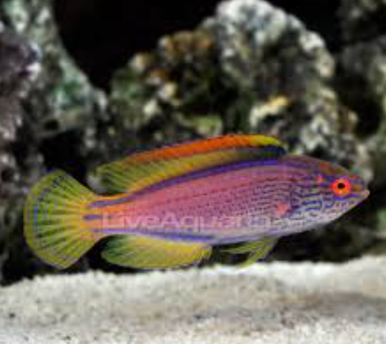 SUPER MALE LINEATUS WRASSE