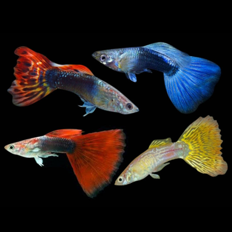 ASSORTED MALE GUPPY