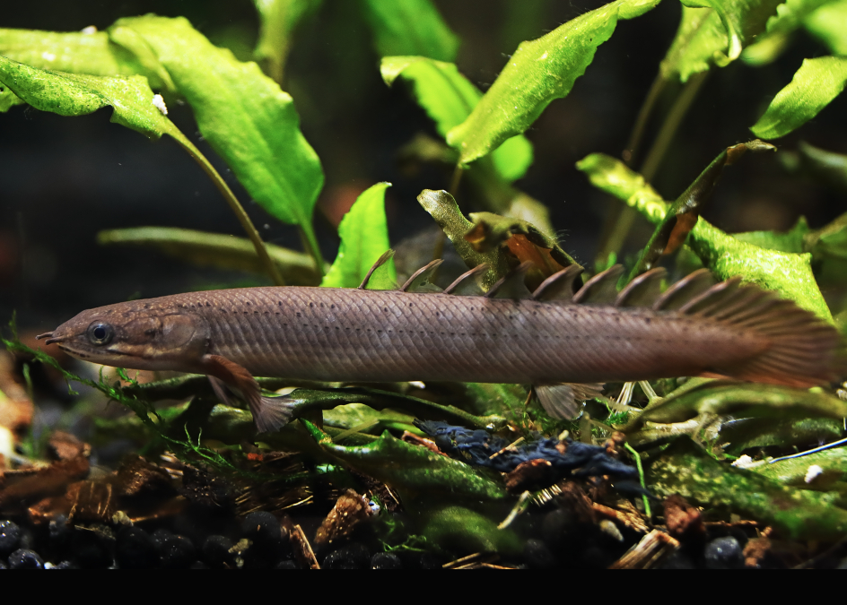 SENEGAL BICHIR