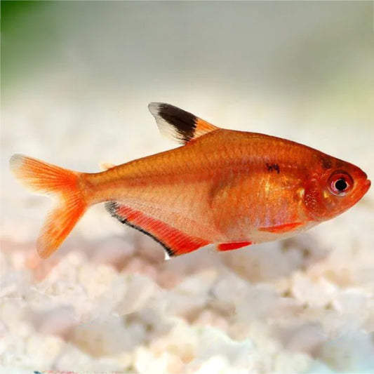 SERPAE TETRA