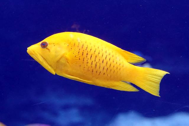 SLINGJAW WRASSE
