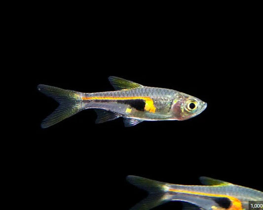 SPENDER WEDGE RASBORA