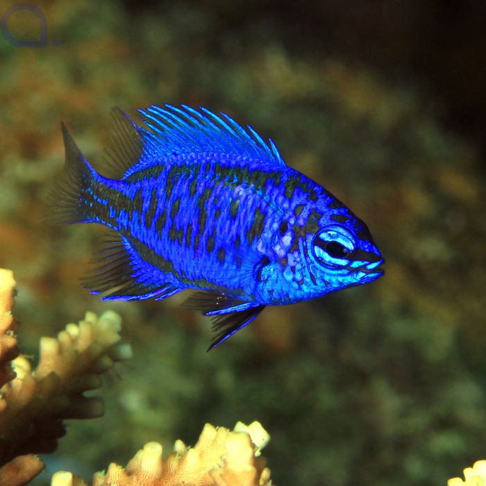 SPRINGER DEMOISELLE