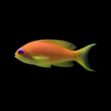 STOCKY ANTHIAS
