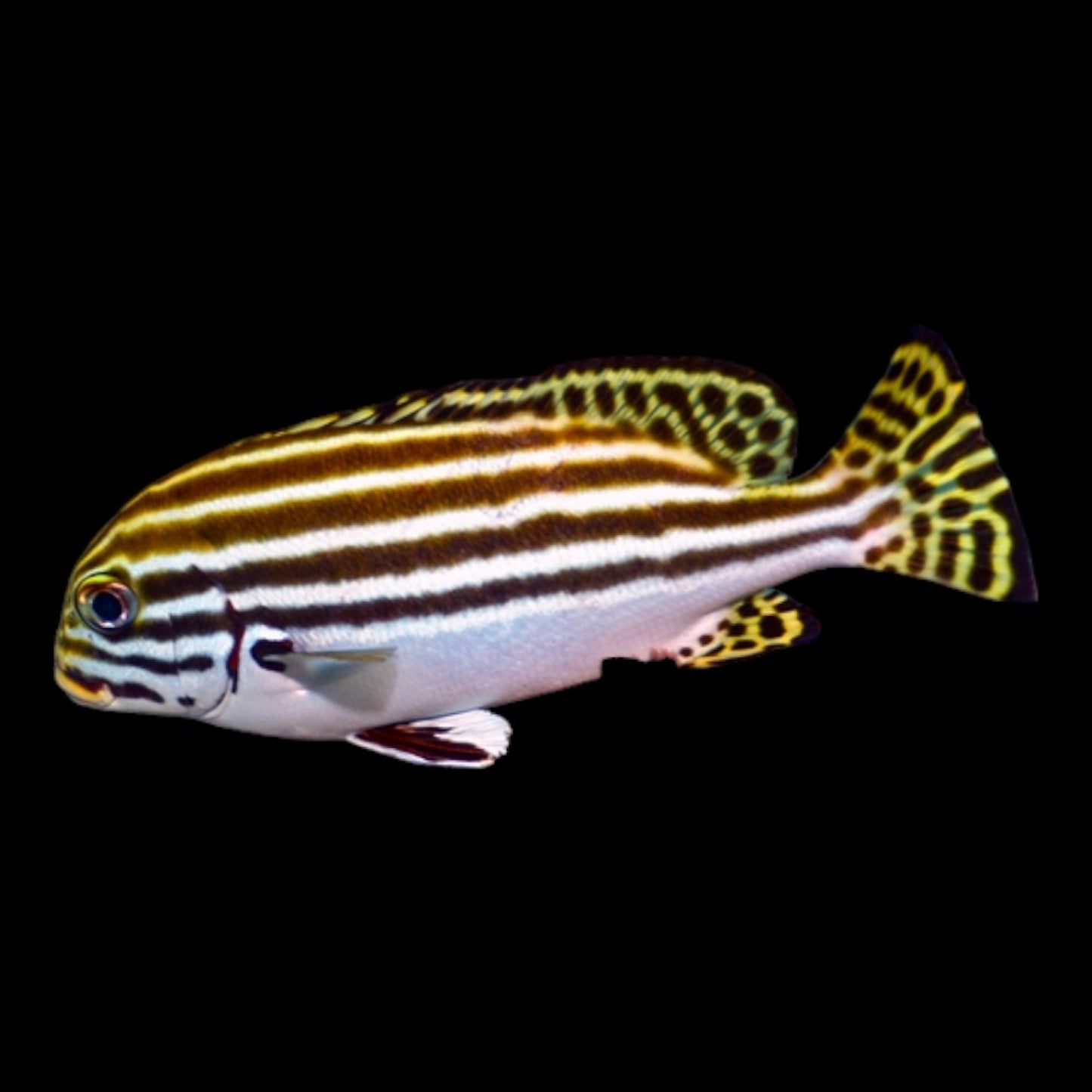 STRIPED SWEETLIPS