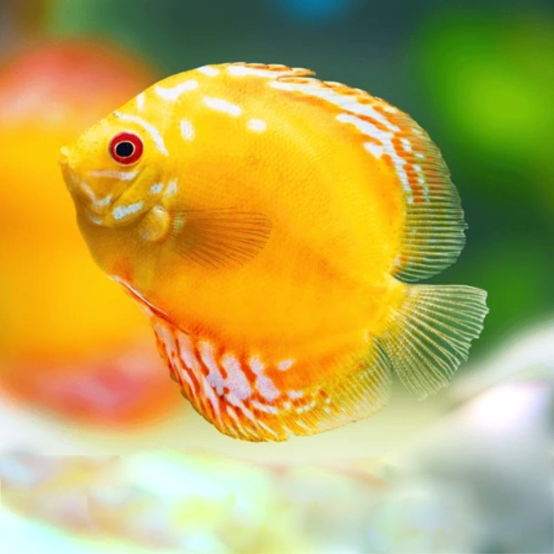 GOLDEN MALBORO DISCUS