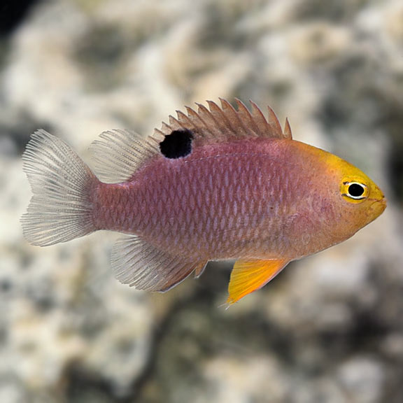 TALBOT'S DAMSEL
