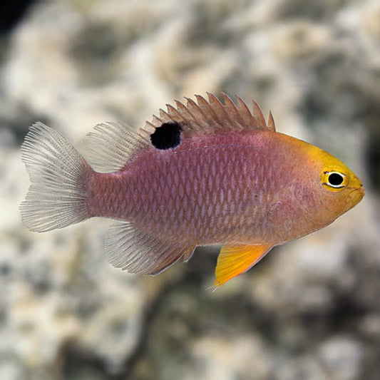 TALBOT'S DAMSEL