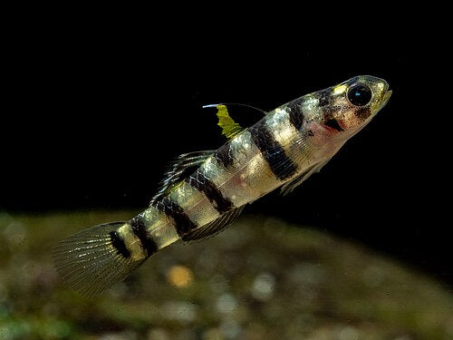 TIGER GOBY