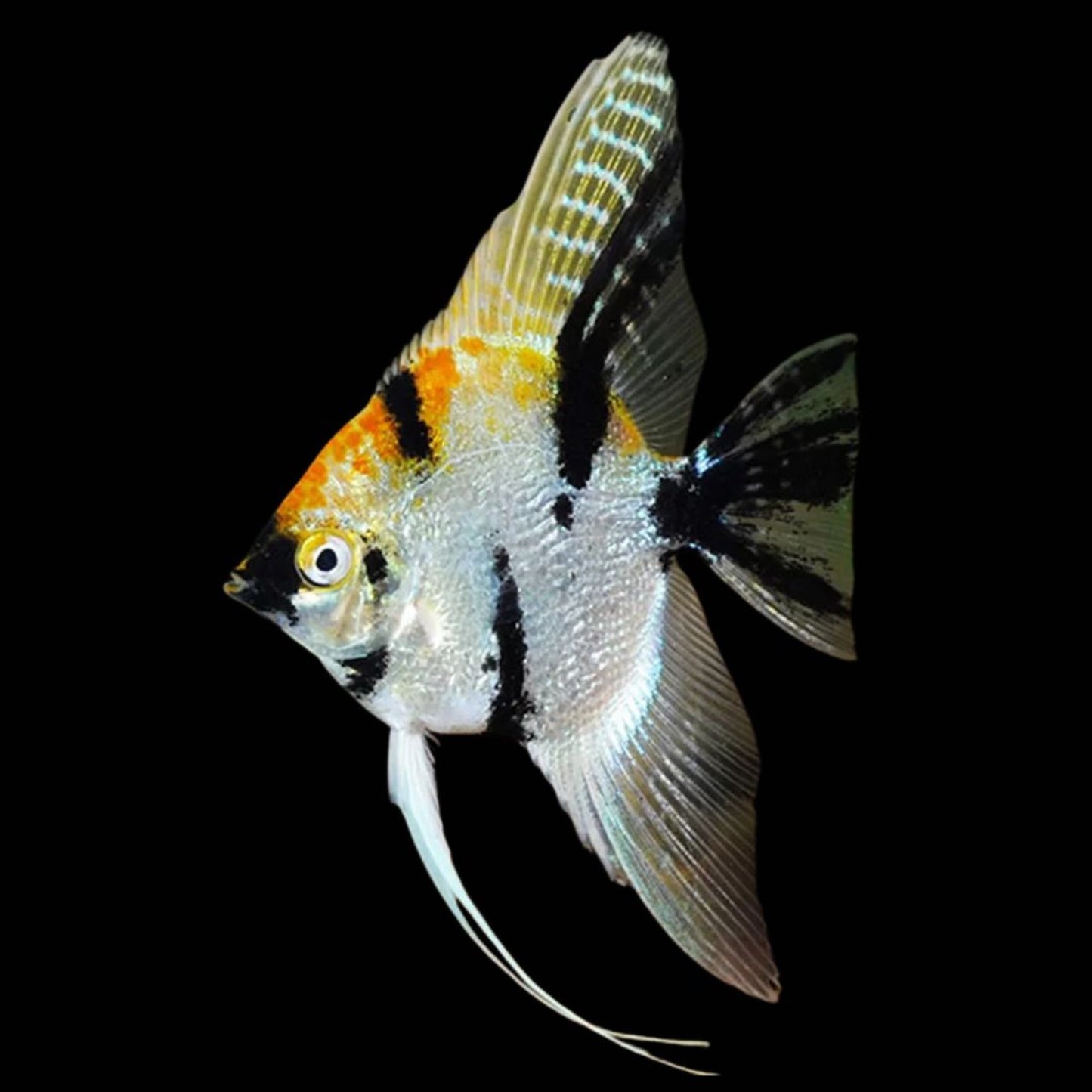 TRICOLOR VEILTAIL ANGEL