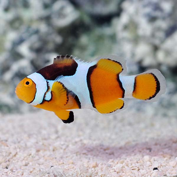 PERCULA CLOWNFISH