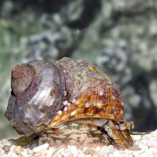 TURBO TREE SNAIL ASSORTED