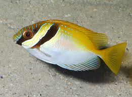 TWO BARRED RABBITFISH