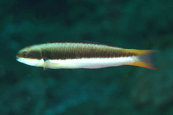 BLUNTHEADED WRASSE