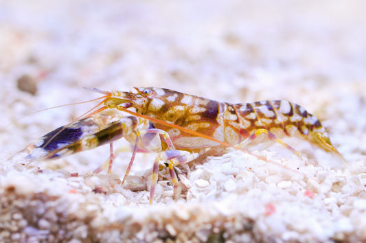 TIGER SNAPPING SHRIMP