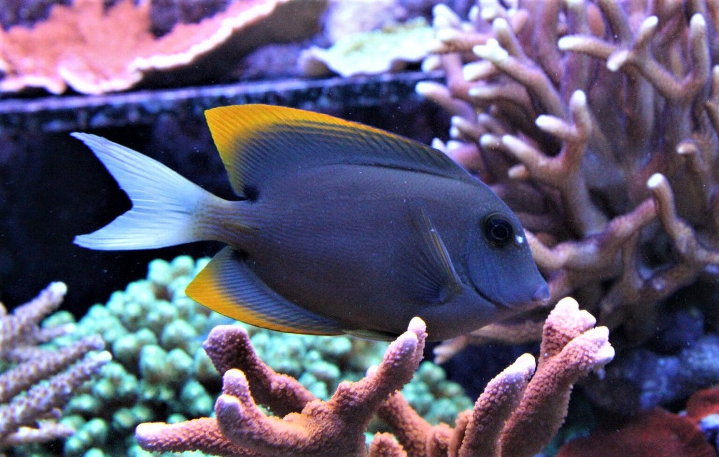 YELLOW FIN / TOMINI TANG