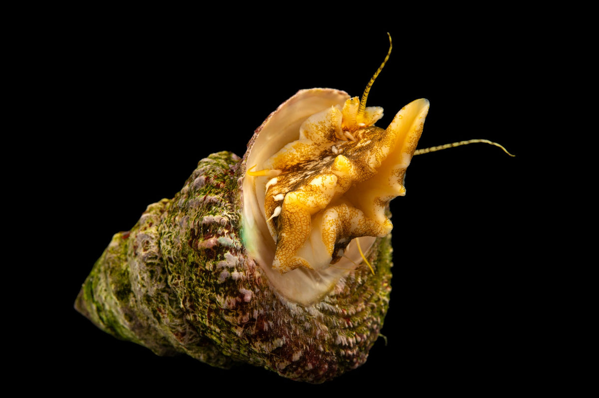 TURBAN SNAIL