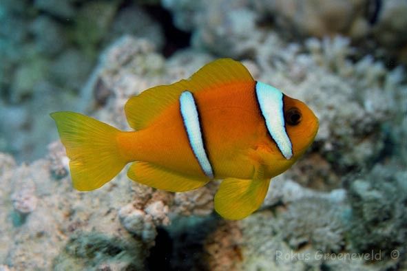 TWO BANDED CLOWNFISH