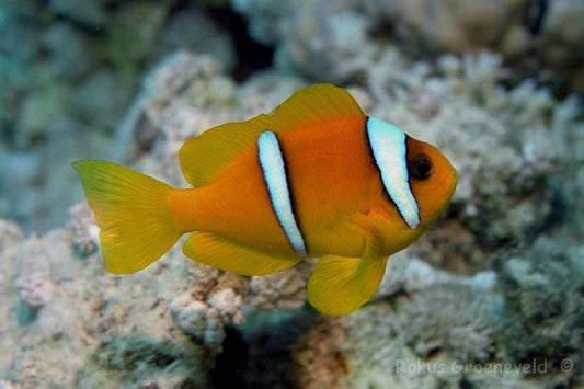 TWO BANDED CLOWNFISH