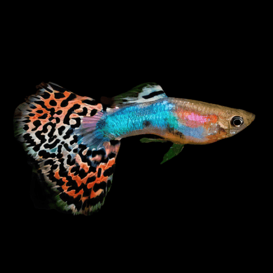 RED VARIEGATED GUPPY MALE