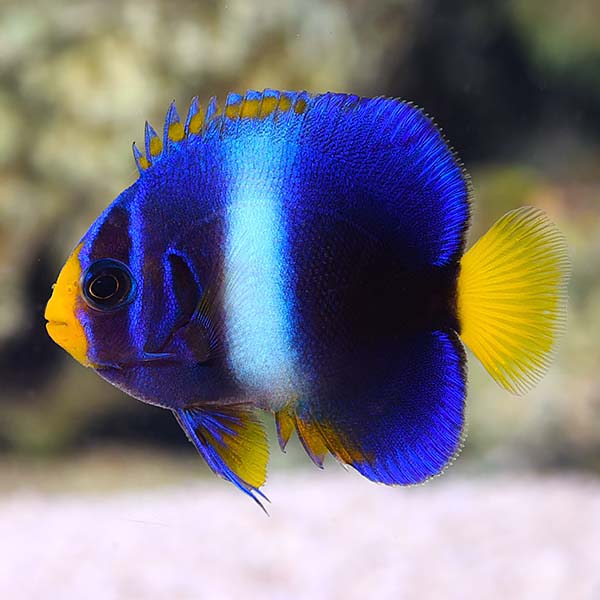 WEST AFRICAN ANGELFISH