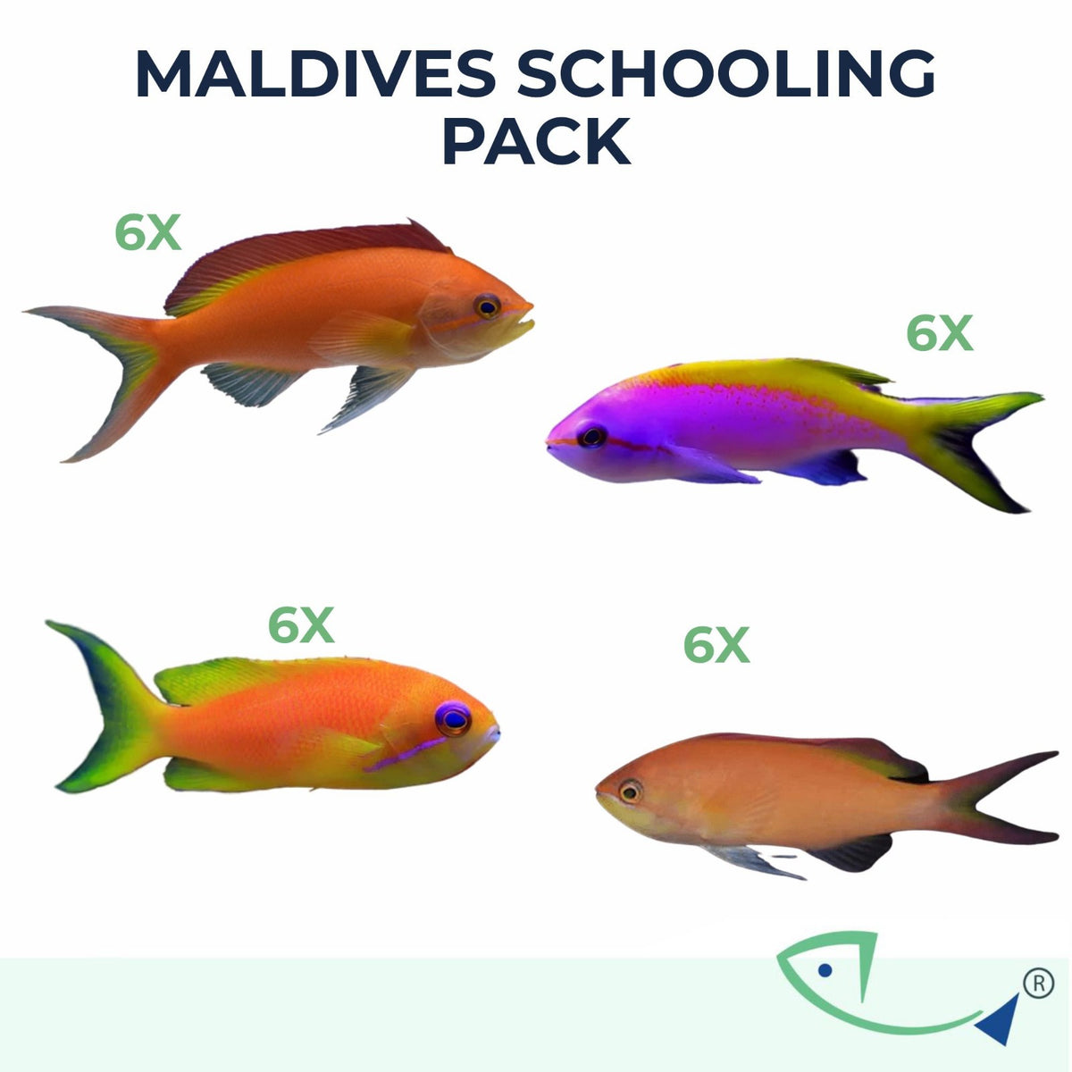 Maldives Schooling Pack