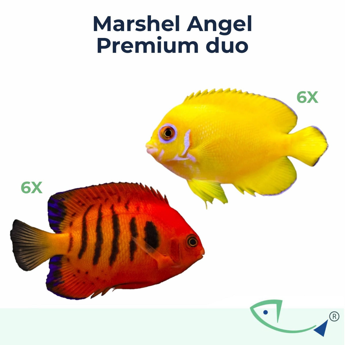Marshal Angel Premium Duo