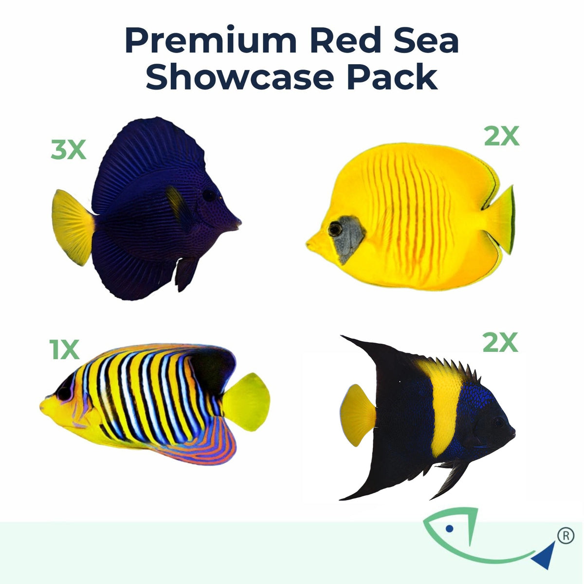 Premium Red Sea Showcase Pack