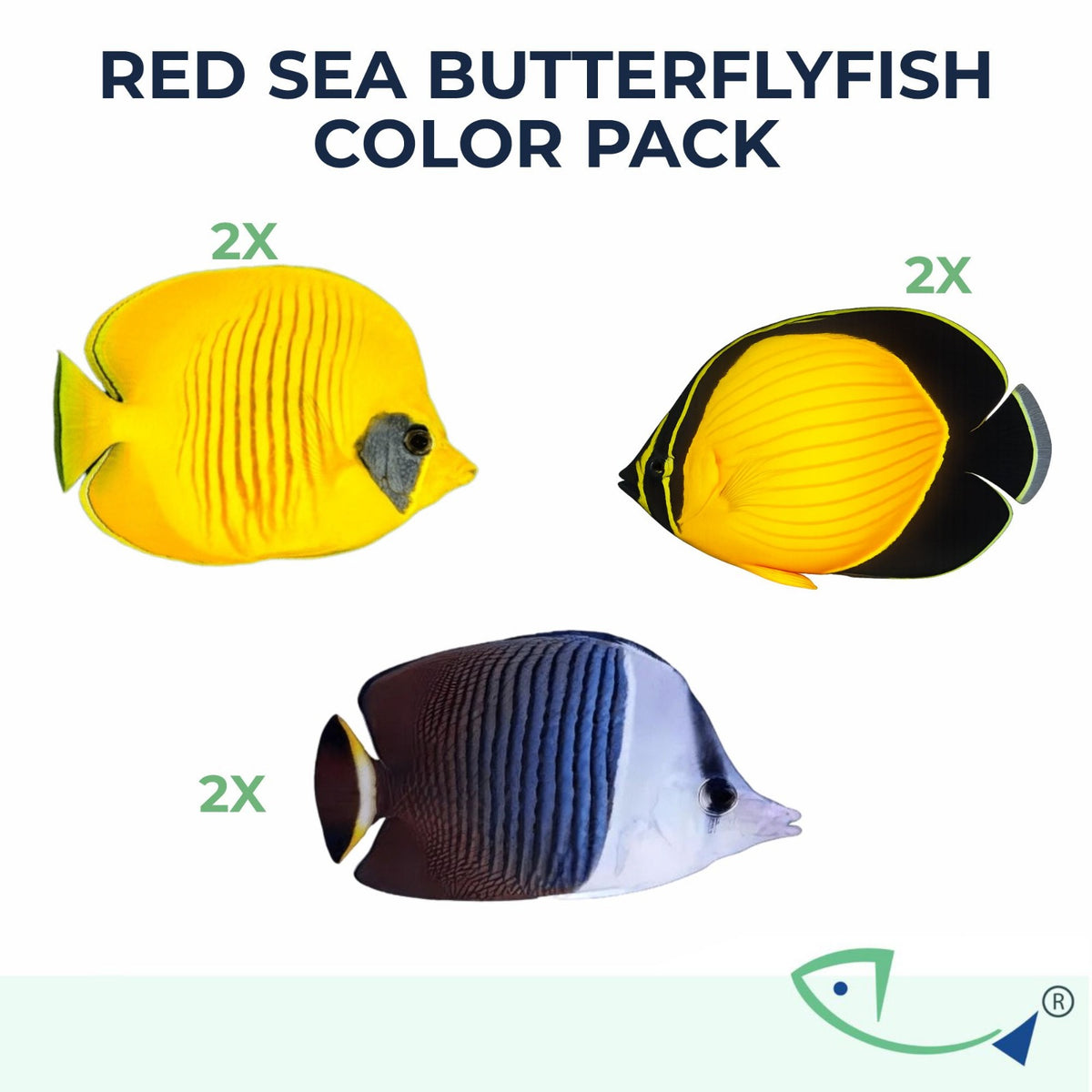 Red Sea-Butterfly Angel Premium Pack
