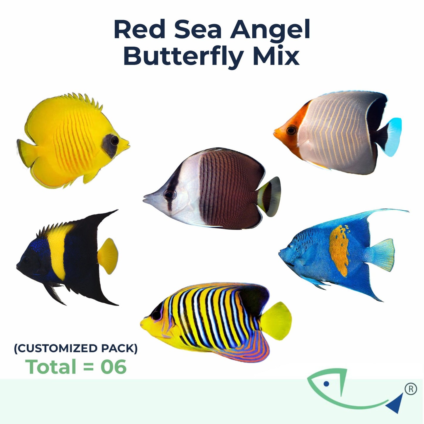 Red Sea Angel-Butterfly Mix