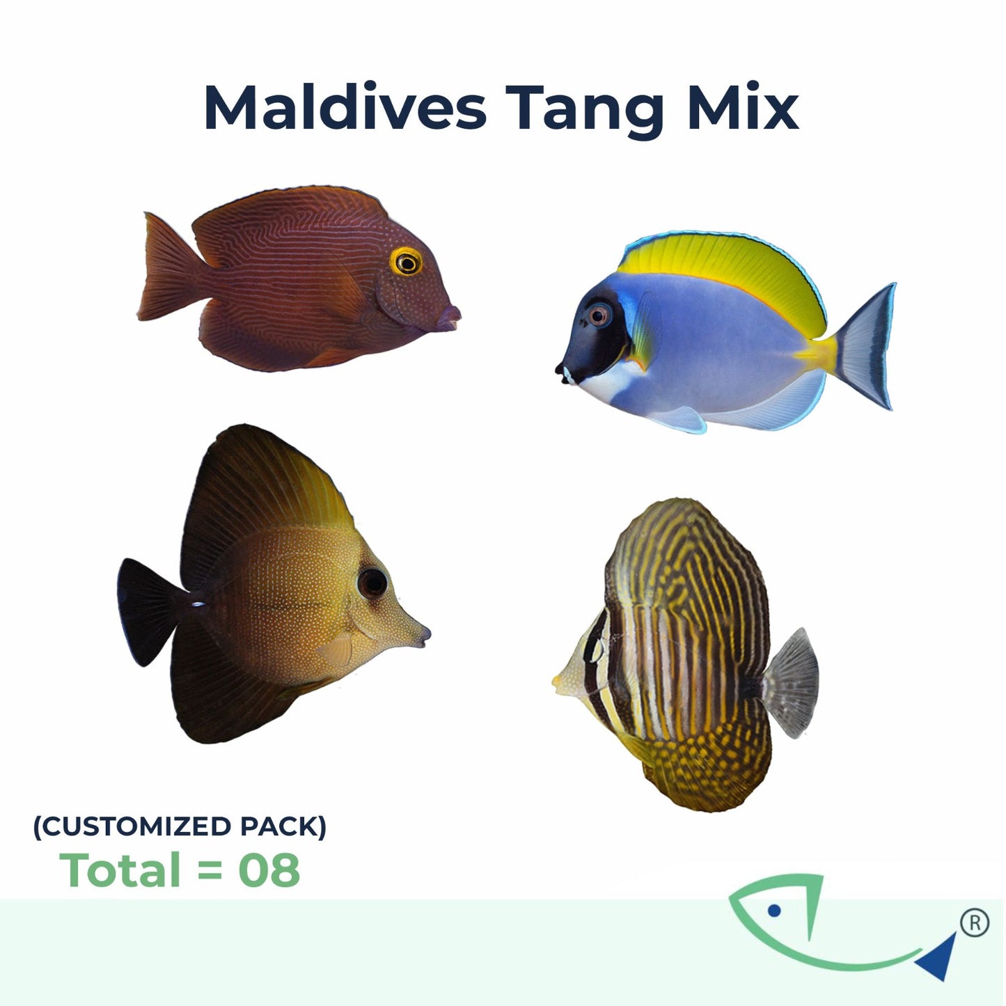 Maldives Tang Mix