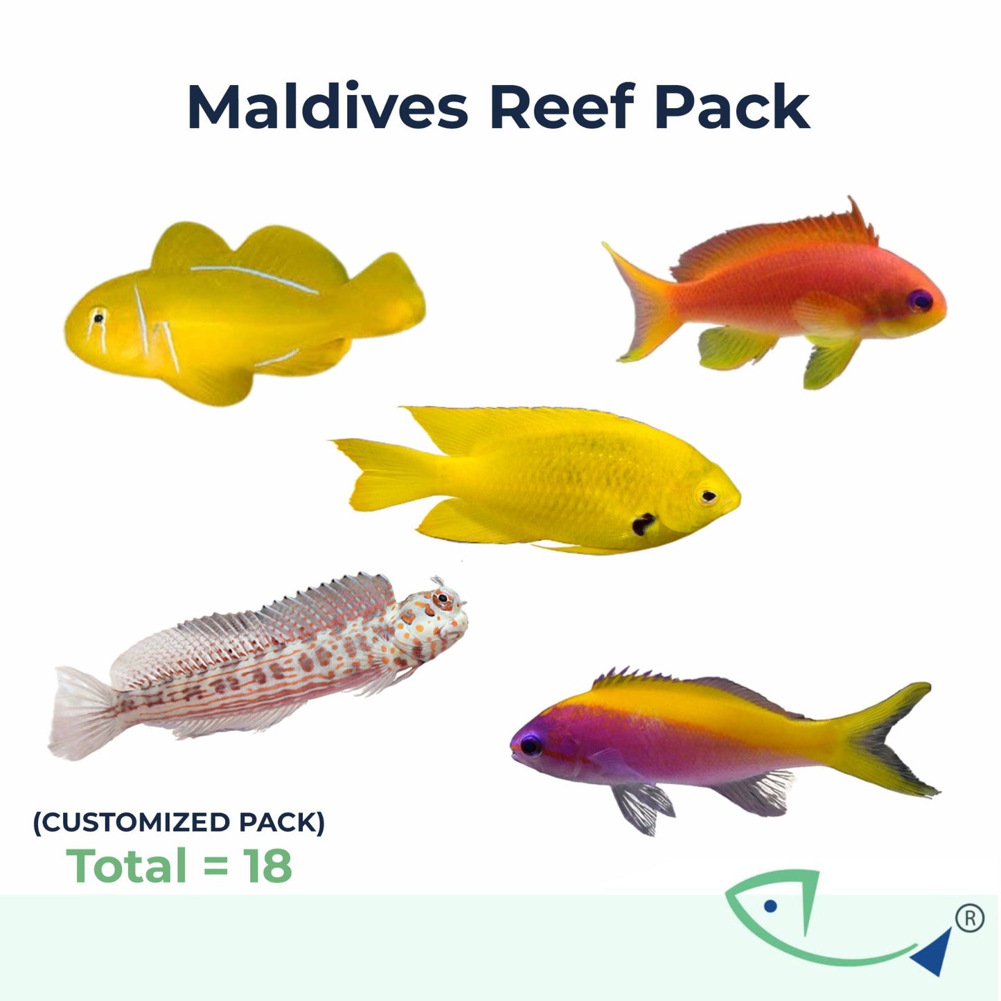 Maldives Reef Pack