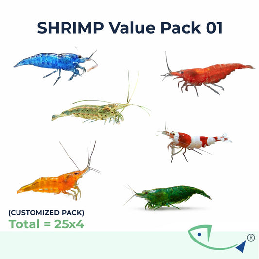 Fresh water  Shrimp 4X Value Pack