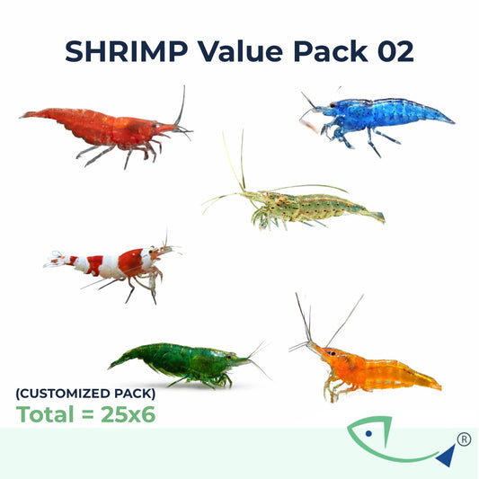 Fresh water Shrimp 6X Value pack